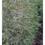 Fargesia "Jiuzhaigou 8" (Bambou non traçant)