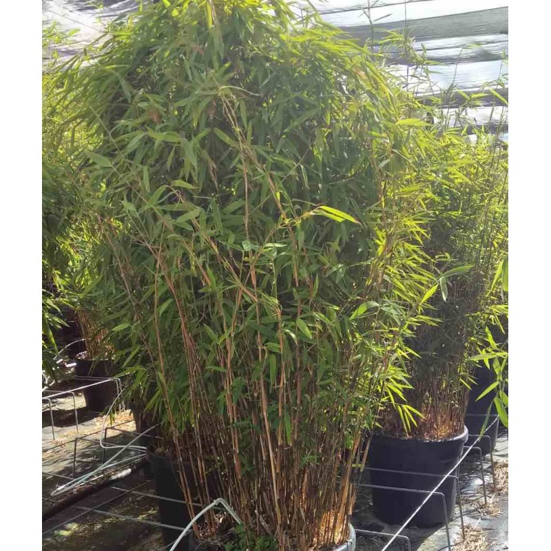 Fargesia nitida "Volcan" (nitida Gansu x nitida)(Bambou non traçant)