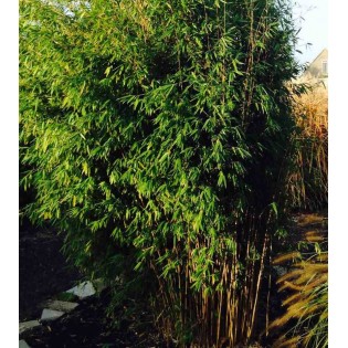Fargesia Obélisque (murielae x nitida) (Bambou non traçant)