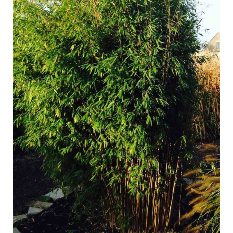 Fargesia Obélisque (murielae x nitida) (Bambou non traçant)