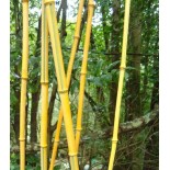 Phyllostachys aureosulcata