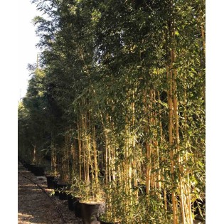 Phyllostachys aureosulcata aureocaulis