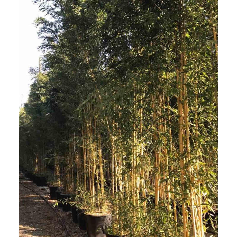 Phyllostachys aureosulcata aureocaulis