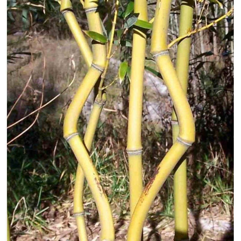 Phyllostachys aureosulcata aureocaulis