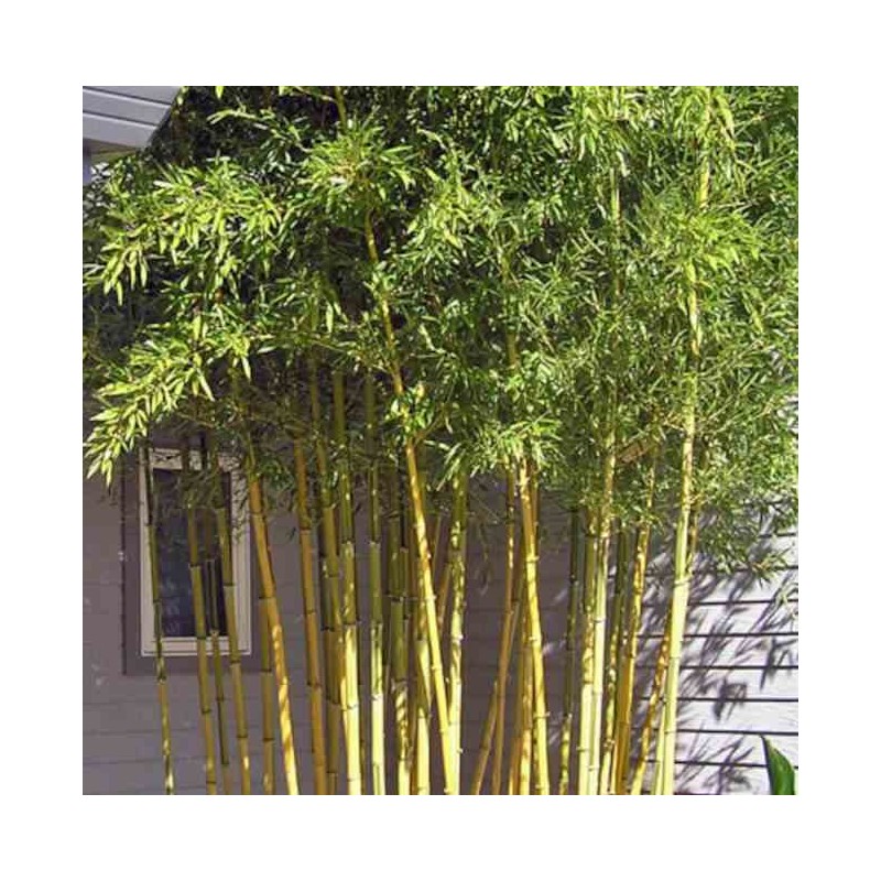 Phyllostachys aureosulcata spectabilis
