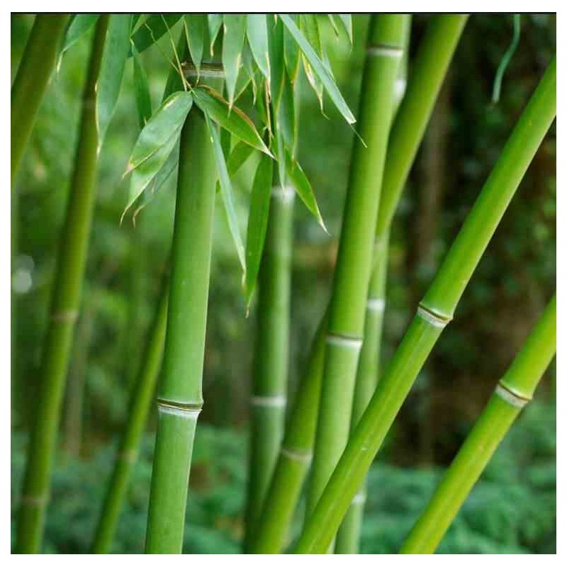 Phyllostachys bissetii