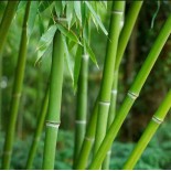 Phyllostachys bissetii