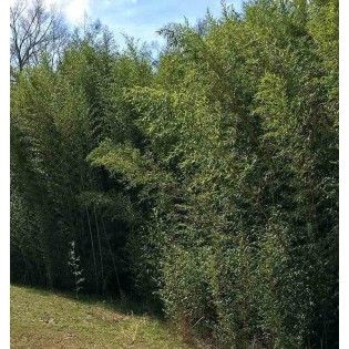 Phyllostachys bissetii