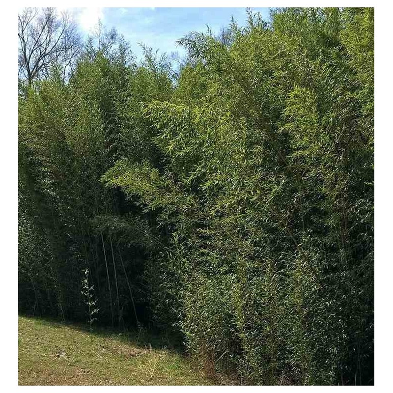 Phyllostachys bissetii