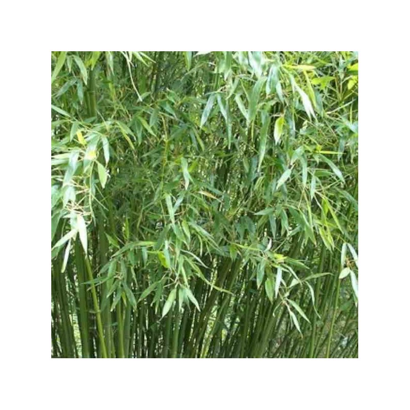 Phyllostachys bissetii
