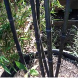 Phyllostachys nigra (bambou noir)