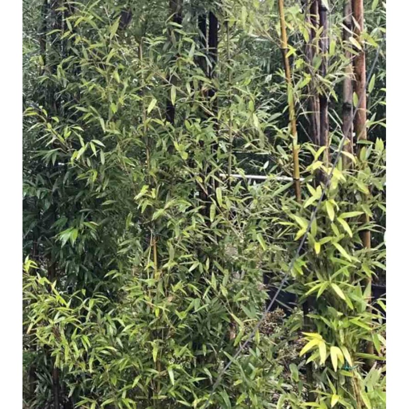 Phyllostachys nigra (bambou noir)