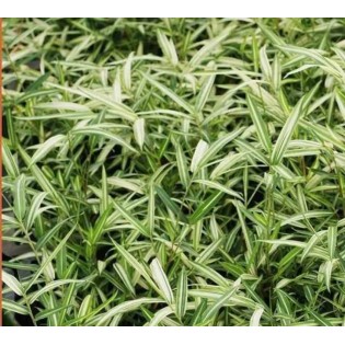 Pleioblastus shibuyanus "Tsuboi"