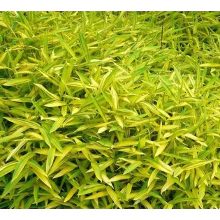 Pleioblastus viridistriatus "Auricome"