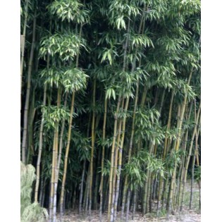 Semiarundinaria fastuosa var.viridis