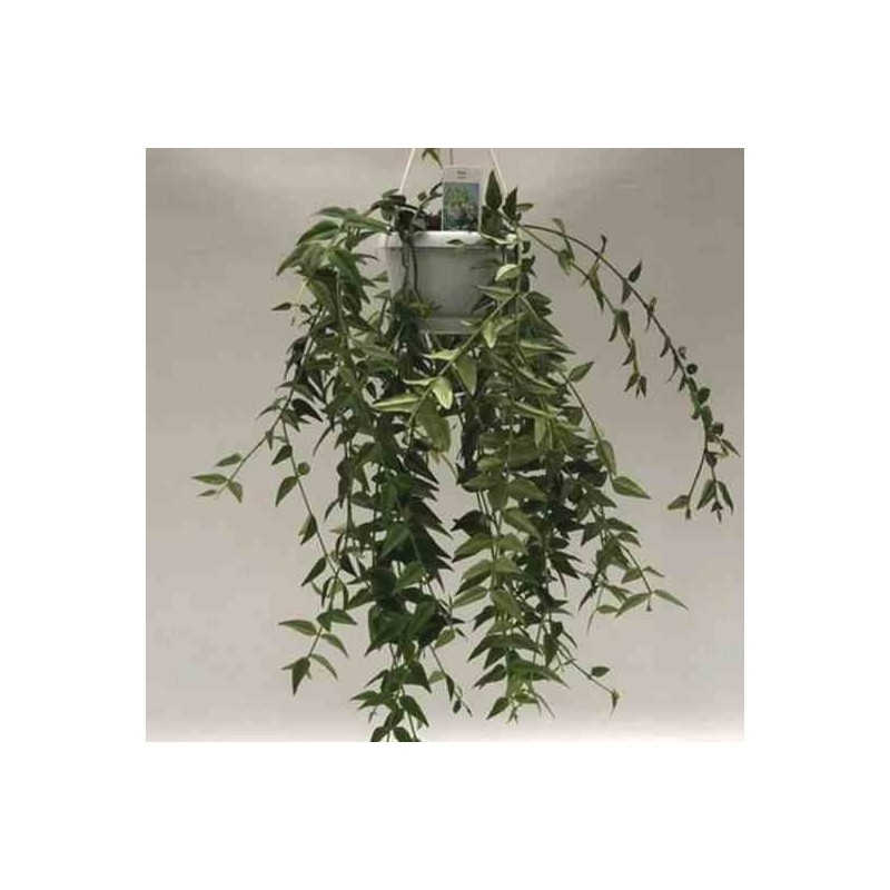 Hoya bella (Fleur de porcelaine, fleur de cire)