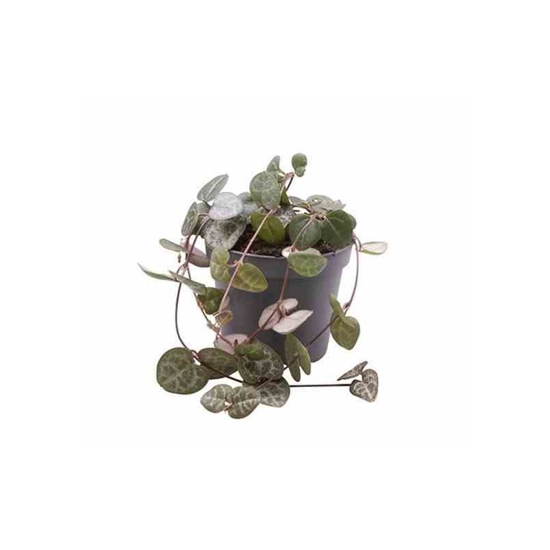 Ceropegia woodii (chaîne des coeurs)