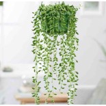 Senecio herreianus (Collier de perles)