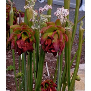 Sarracenia leucophylla (sarracénie blanche)