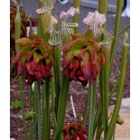 Sarracenia leucophylla (sarracénie blanche)