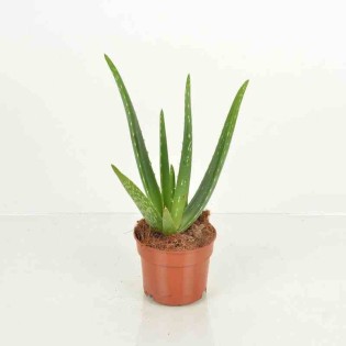 Aloe vera (syn. A. barbadensis)