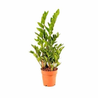 Zamioculcas zamiifolia (Faux zamia, Plante ZZ)