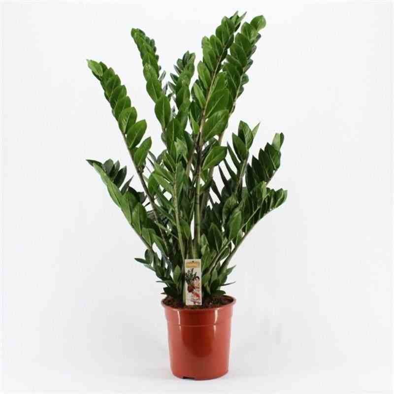 Zamioculcas zamiifolia (Faux zamia, Plante ZZ)
