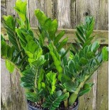 Zamioculcas zamiifolia (Faux zamia, Plante ZZ)