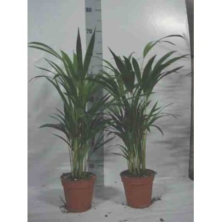 Chrysalidocarpus lutescens (Aréca, Palmier d'arec, Palmier doré)