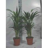 Chrysalidocarpus lutescens (Aréca, Palmier d'arec, Palmier doré)