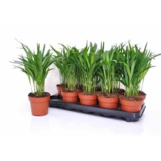 Chrysalidocarpus lutescens (Aréca, Palmier d'arec, Palmier doré)