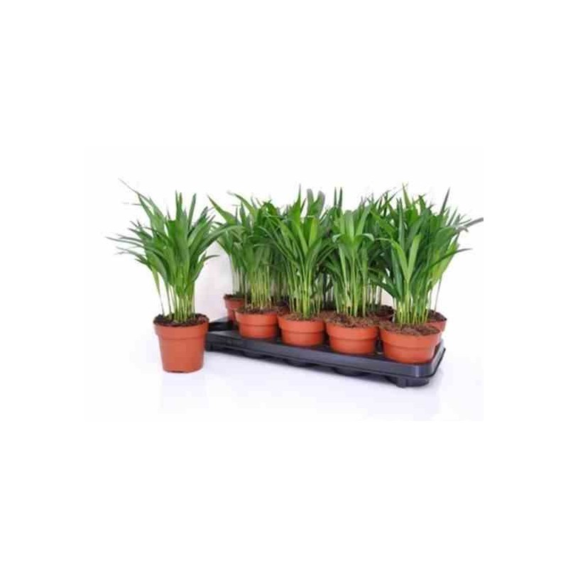 Chrysalidocarpus lutescens (Aréca, Palmier d'arec, Palmier doré)