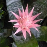 Aechmea fasciata
