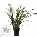 Cymbidium hybride blanche