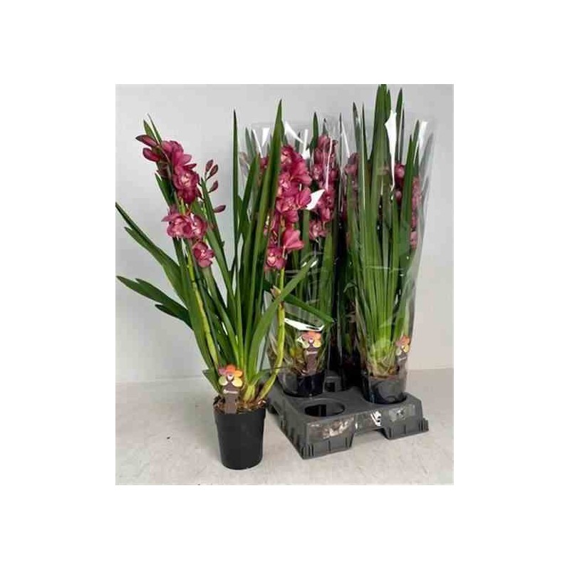 Cymbidium hybride rouge
