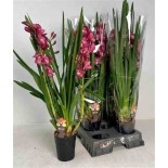 Cymbidium hybride rouge