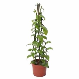 Vanilla planifolia (véritable vanille)