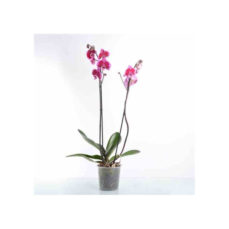 Phalaenopsis hybride rose (orchidée papillon)