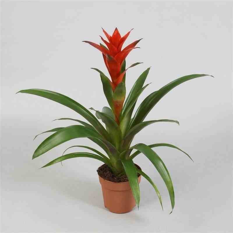 Guzmania hybride