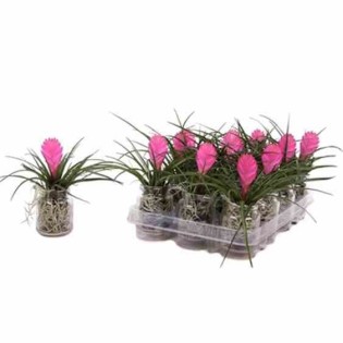 Tillandsia cyanea (Tillandsia raquette)