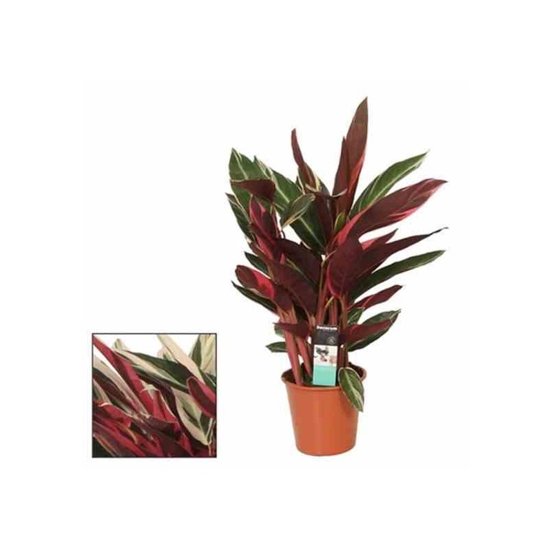 Stromanthe sanguinea (Calathéa plume de paon Triostar, Calathéa tricolore, Plante paon Triostar)
