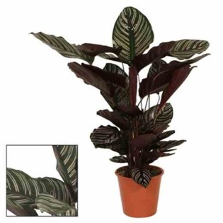Calathea sanderiana (Plante paon)