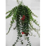 Aeschynanthus hybride