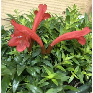 Aeschynanthus hybride "japhrolepis"