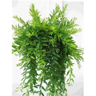 Aeschynanthus hybride "japhrolepis"