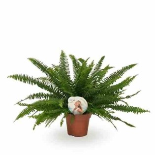 Nephrolepis exaltata green lady (fougères d'intérieur)