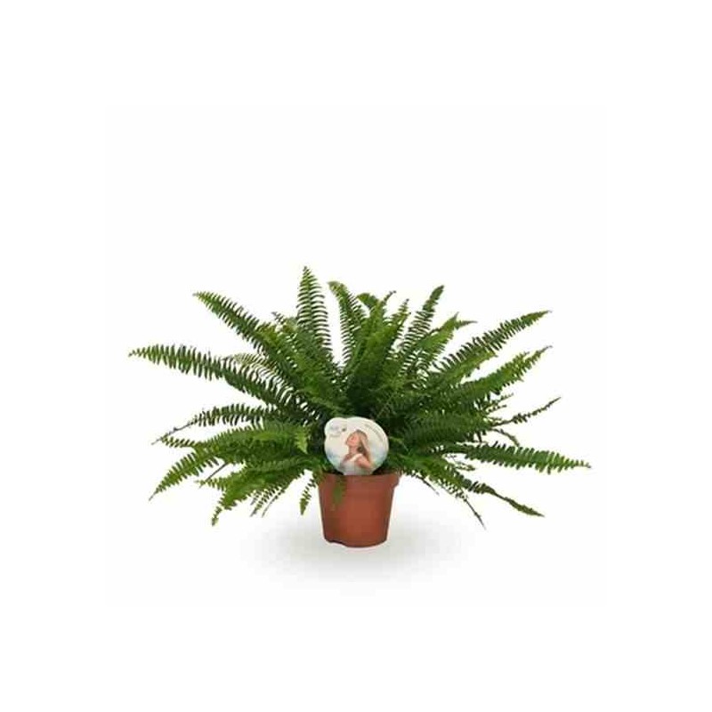 Nephrolepis exaltata green lady (fougères d'intérieur)
