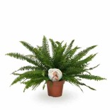Nephrolepis exaltata green lady (fougères d'intérieur)