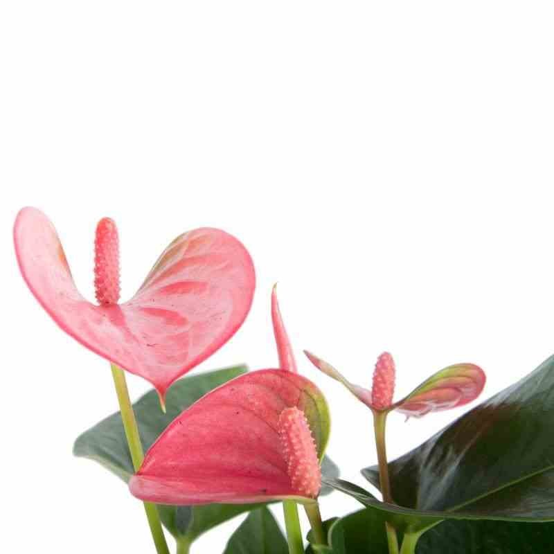 Anthurium andreanum rouge Rouge diamant (Rose Anthure Flamant, Langue de feu)