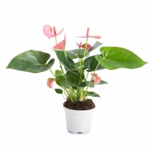 Anthurium andreanum rouge Diamond red (Anthure Flamant rose, Langue de feu)